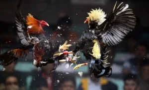 Bí Quyết Chơi Đá Gà Sabong Tại Nohu52 Để Tăng Tỷ Lệ Thắng Cược