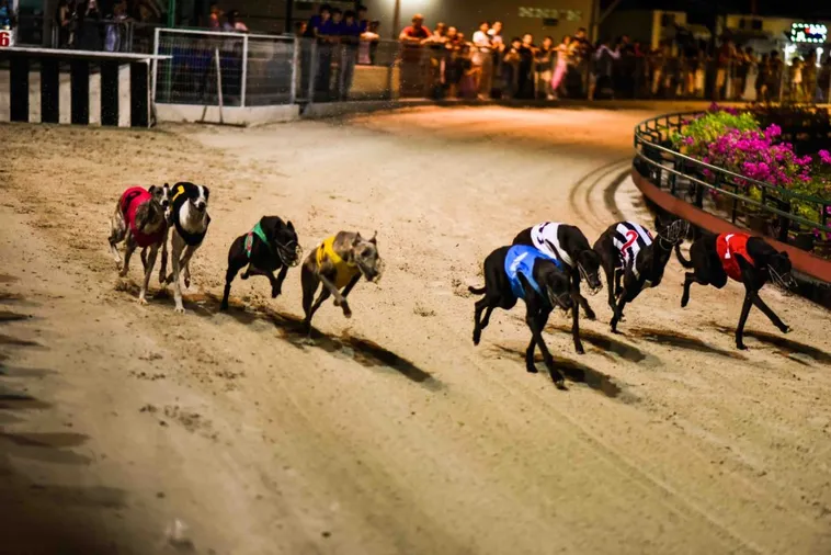 Chinh Phục Game Nhanh Đua Chó Tại Nohu52 Với Chiến Lược Hiệu Quả 2 Chinh Phục Game Nhanh Đua Chó Tại Nohu52 Với Chiến Lược Hiệu Quả